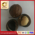 Nutrition and Health High Quality Macadamia Nut